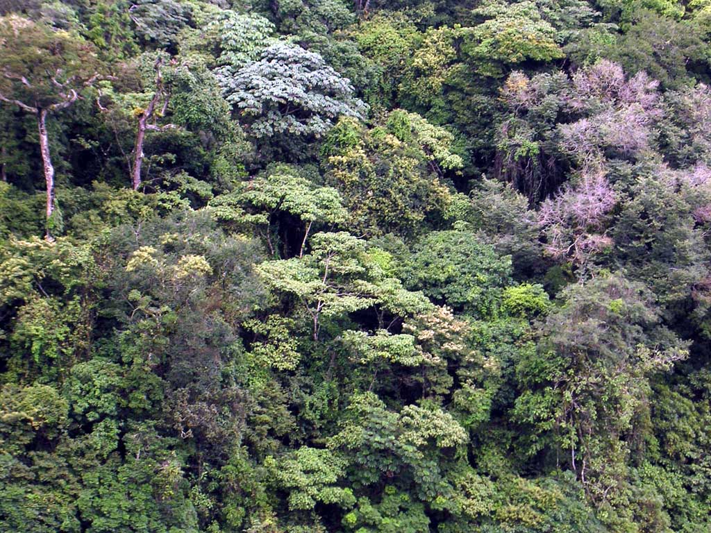 Monteverde02.jpg